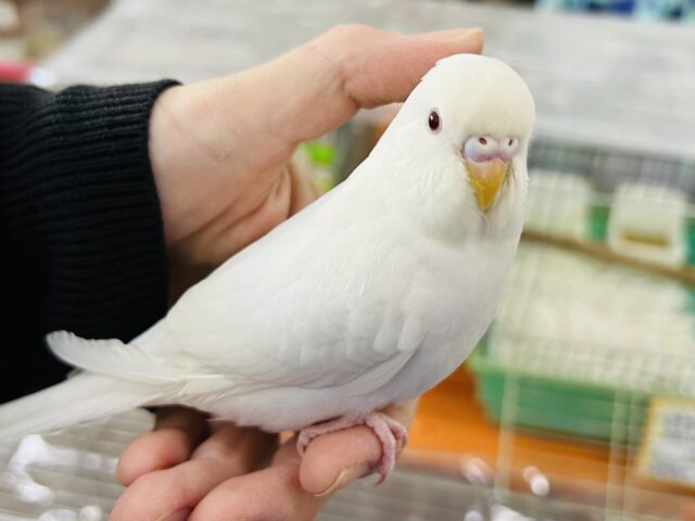 セキセイインコ