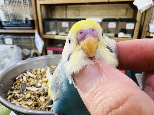 セキセイインコ