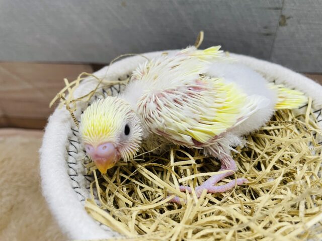 クリームカラーが可愛らしいたまごちゃん🥚セキセイインコのクリーム！！