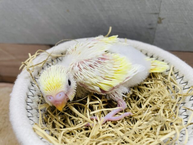 セキセイインコ