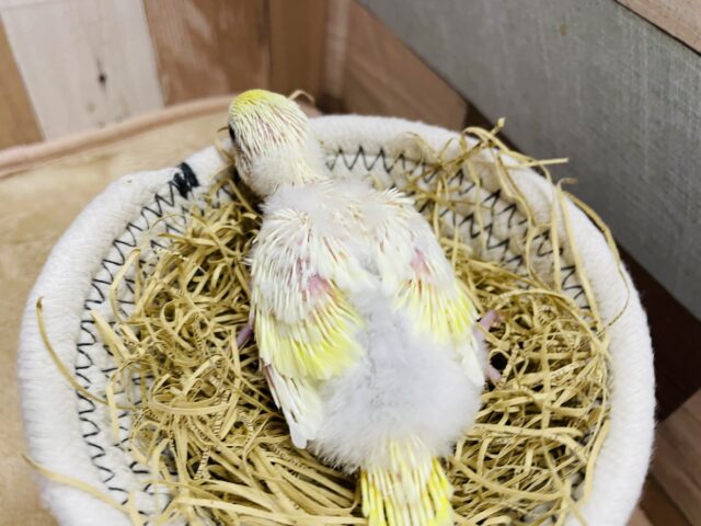 セキセイインコ