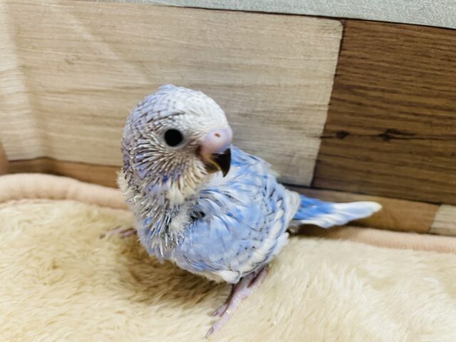 セキセイインコ