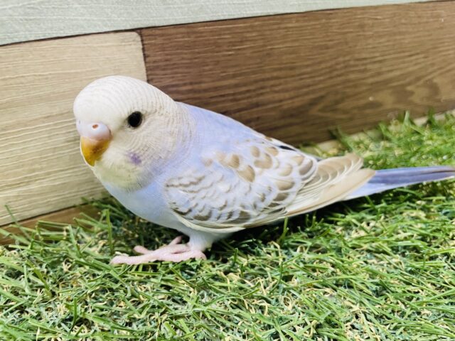 最新画像あります☆シナモンカラーの模様が素敵✨淡くて優しい雰囲気のセキセイインコ（オパーリン）