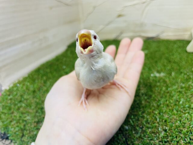 シナモン文鳥