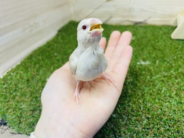 シナモン文鳥