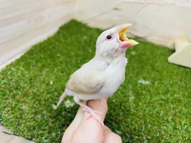 シナモン文鳥