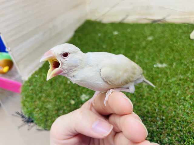 シナモン文鳥