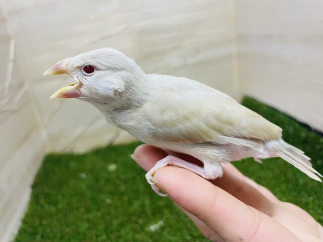 シナモン文鳥