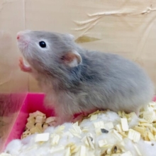 ふわっと！もふっと！！それいけハムちゃん！！！　セーブルハムスター　女の子　
