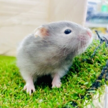 真ん中は白く覆われているのよ～～～！！　セーブルハムスター　バンデット　男の子