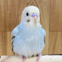 甘えんぼ度なら負けません♡セキセイインコ(イエローフェイスシナモンオパーリン)