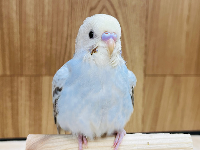 甘えんぼ度なら負けません♡セキセイインコ(イエローフェイスシナモンオパーリン)