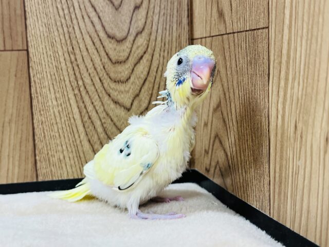 セキセイインコ