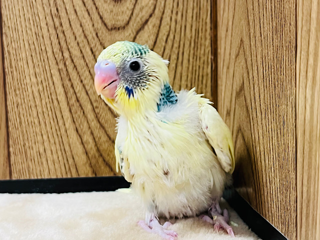 周りが気になってしょうがない！！セキセイインコ(クリームハルクイン) ヒナ