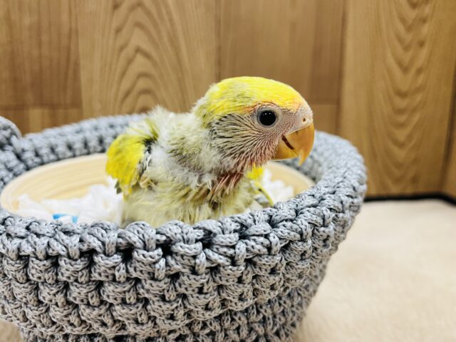 コザクラインコ（小桜インコ）