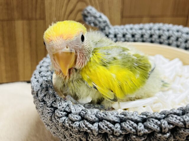 コザクラインコ（小桜インコ）