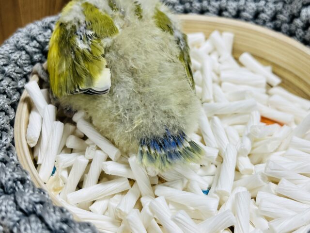 コザクラインコ（小桜インコ）