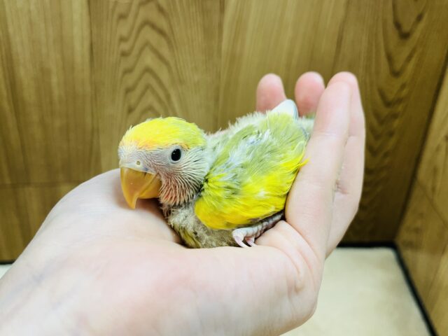 コザクラインコ（小桜インコ）