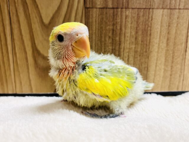 コザクラインコ（小桜インコ）