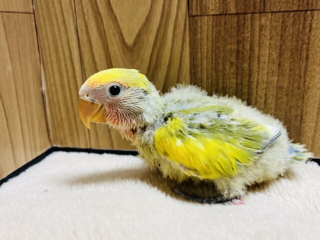 コザクラインコ（小桜インコ）