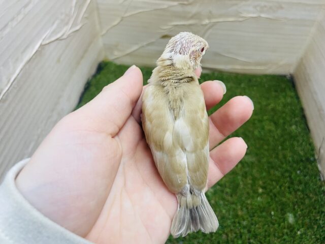 シナモン文鳥