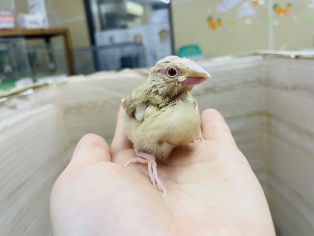 シナモン文鳥