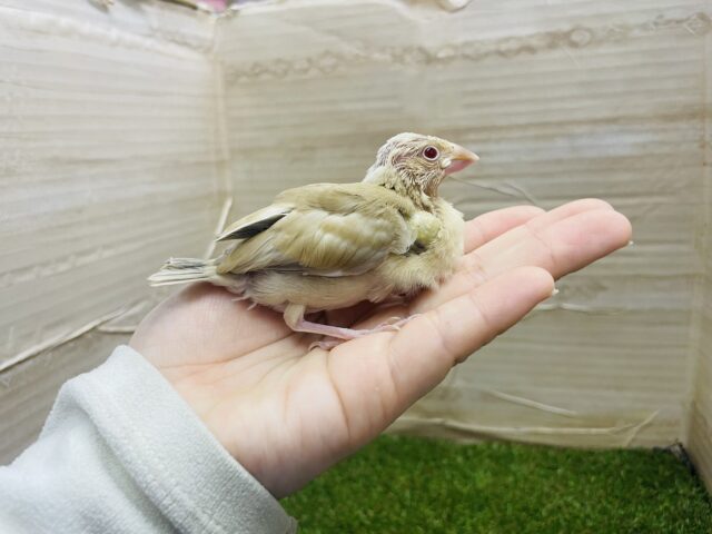 シナモン文鳥