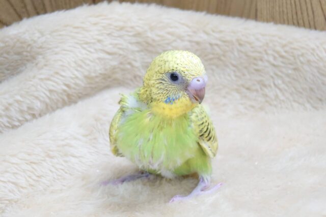 セキセイインコ