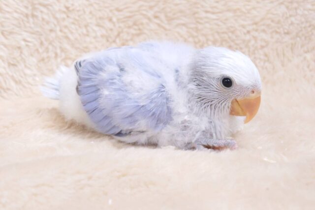 コザクラインコ（小桜インコ）