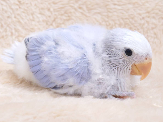 個性が光る‪☆ブルー系インコ好きさん必見です♡コザクラインコ(バイオレットオパーリン) ヒナ