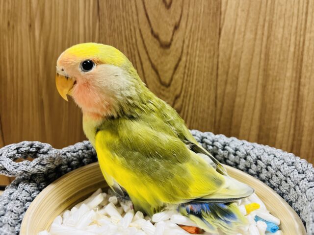 コザクラインコ（小桜インコ）