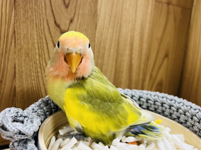 コザクラインコ（小桜インコ）