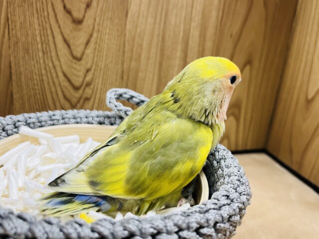 コザクラインコ（小桜インコ）