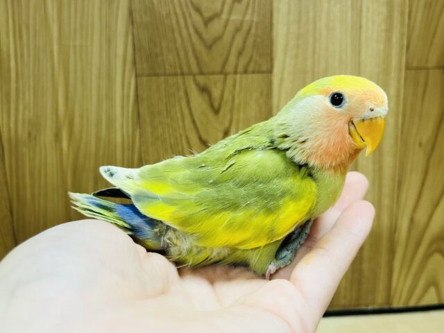 コザクラインコ（小桜インコ）