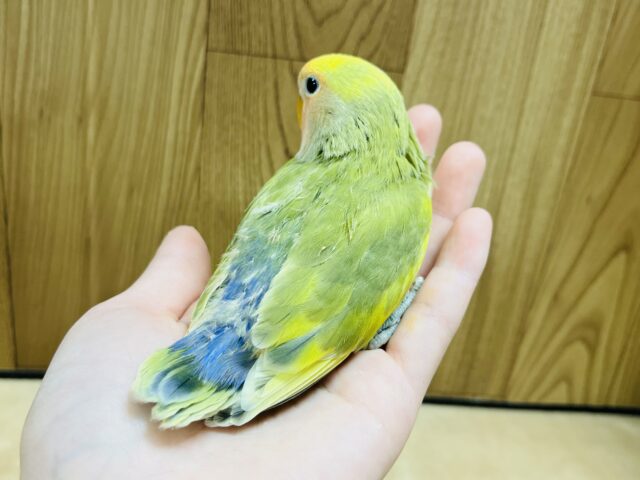 コザクラインコ（小桜インコ）