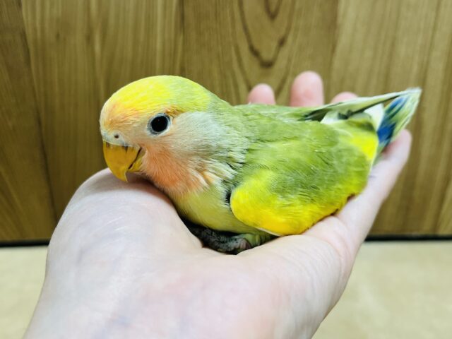 コザクラインコ（小桜インコ）