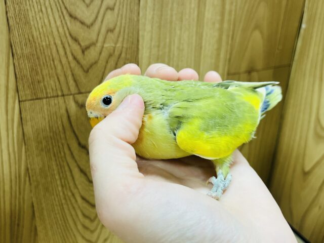 コザクラインコ（小桜インコ）