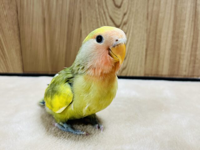 コザクラインコ（小桜インコ）