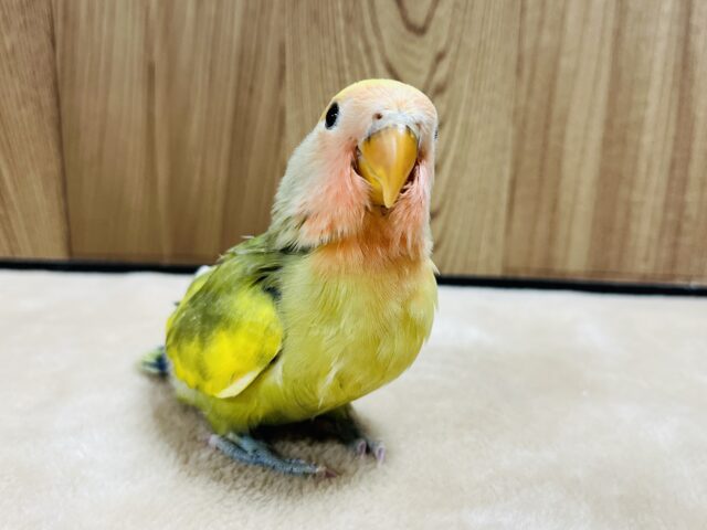 コザクラインコ（小桜インコ）