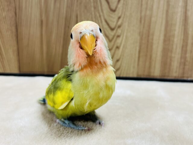 コザクラインコ（小桜インコ）