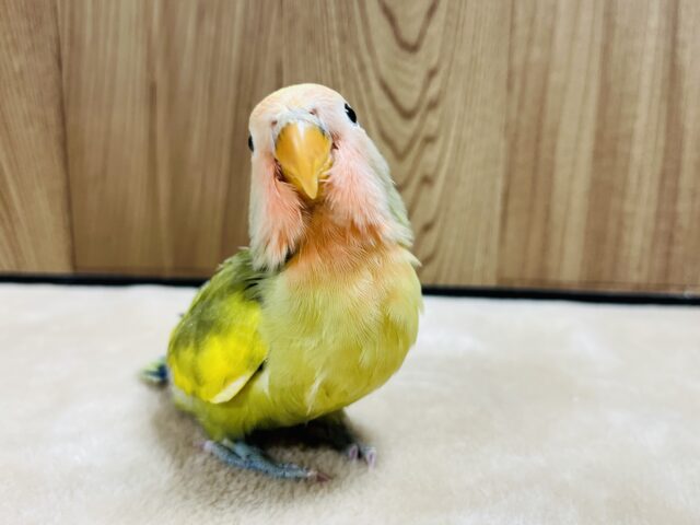 コザクラインコ（小桜インコ）