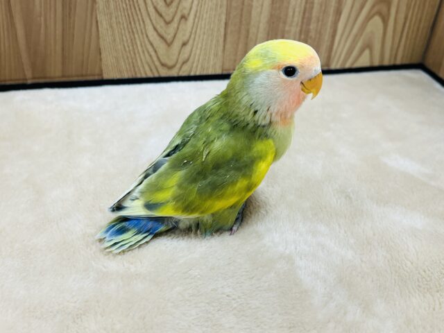 コザクラインコ（小桜インコ）