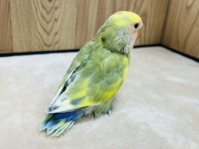 コザクラインコ（小桜インコ）