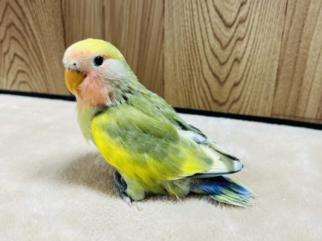 コザクラインコ（小桜インコ）