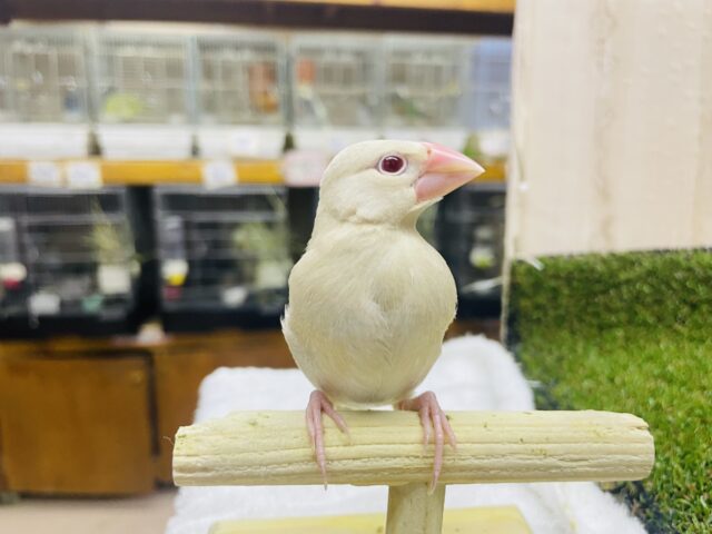 シナモン文鳥