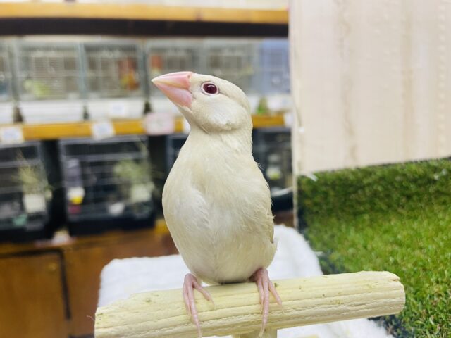 シナモン文鳥