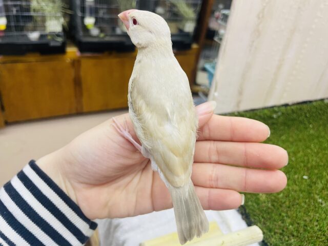 シナモン文鳥