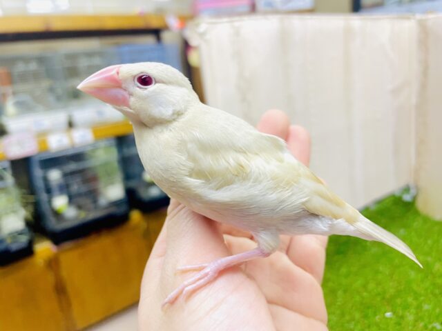 1人餌ホヤホヤ🥰最新画像になりますよ！！ムギちゃんだよ〜🟡宜しくね😋　シナモン文鳥