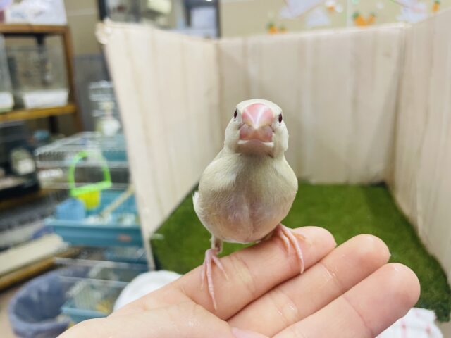 シナモン文鳥