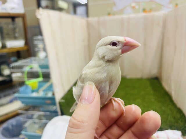 シナモン文鳥